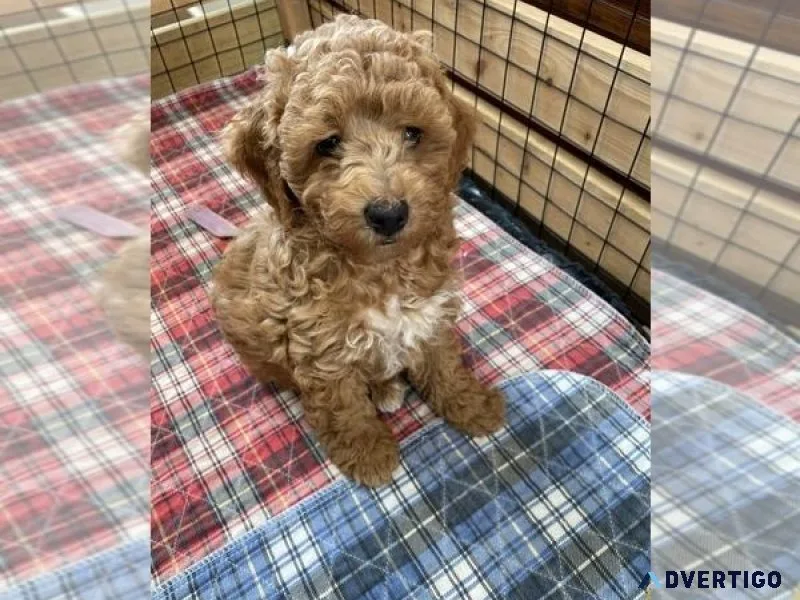 Cockapoo Puppy