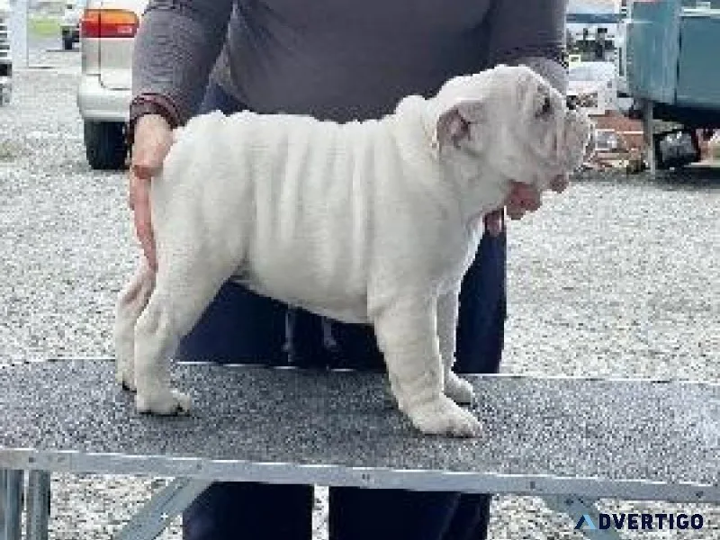 English Bulldogge puppies