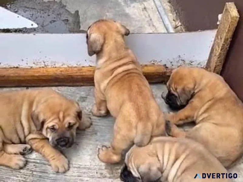 English Bulldog