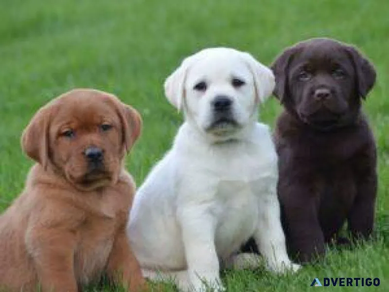 Labrador Retriever Puppies