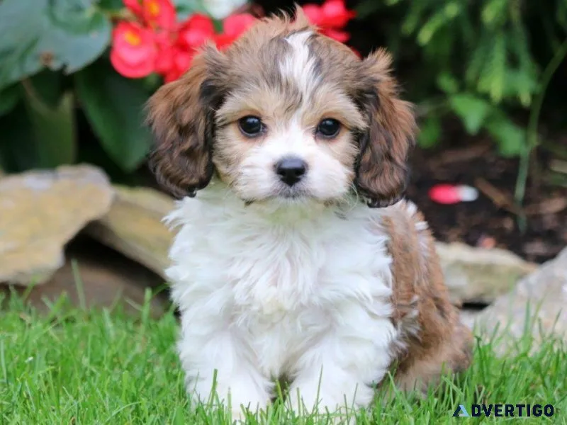 Cavachon Puppy