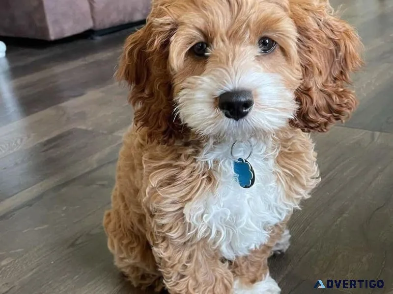 Multi-Generation Goldendoodles