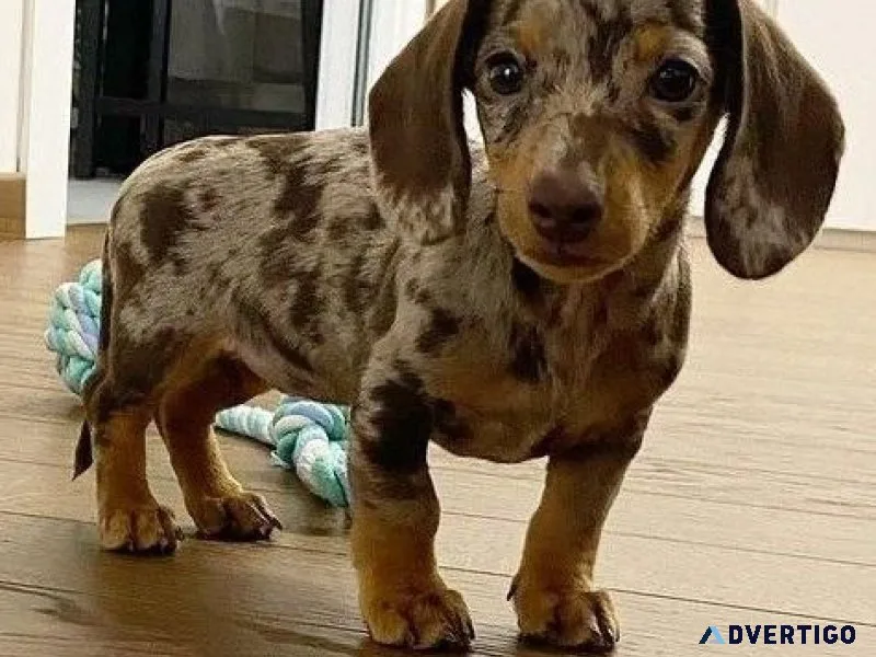 Affordable Dachshund Puppies