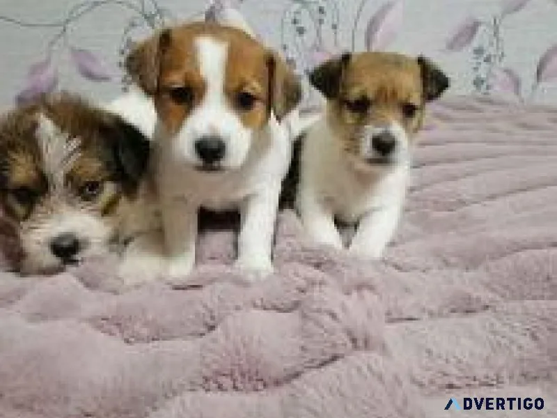 Classic Jack Russel Puppies