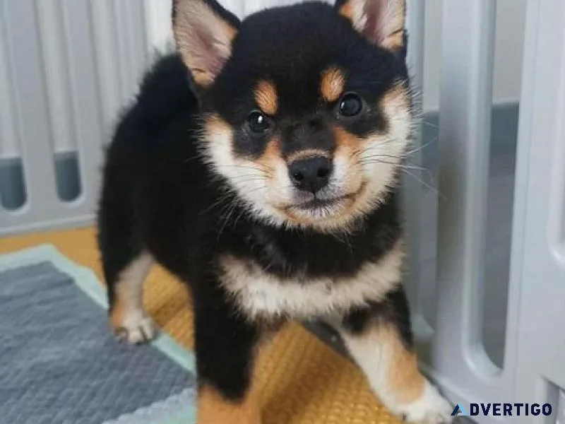 Outstanding Shiba Ino Pups
