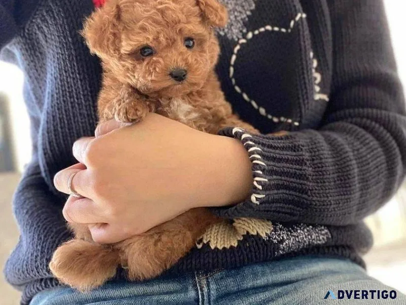 Beautiful Miniature Poodle Puppies