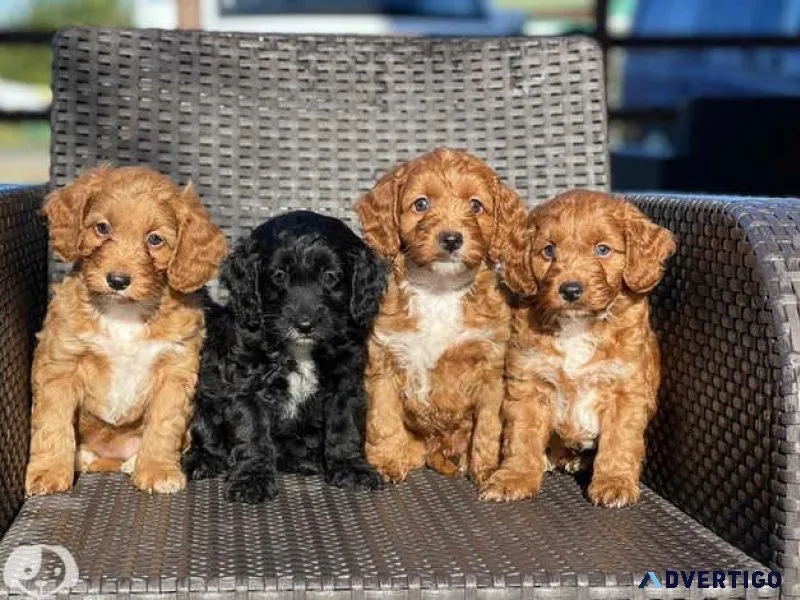 Beautiful Cockapoo Puppies