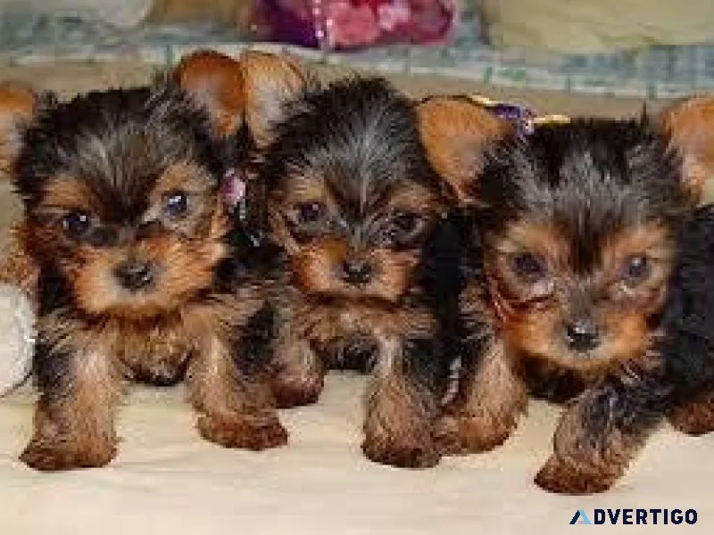 Just asking for rehoming fees