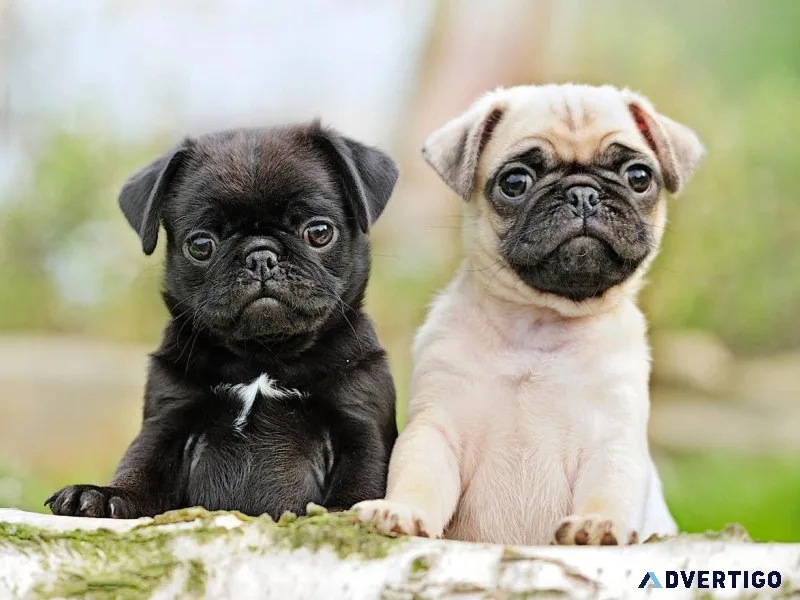 Cute Pug Pupies