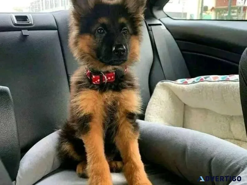 German Shepherd Puppies