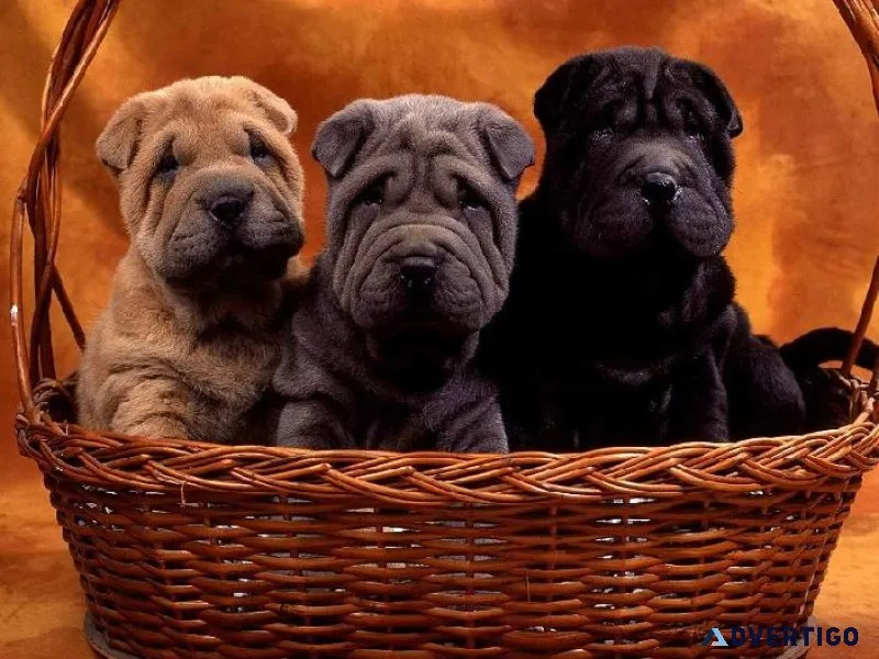 Cute Sher Pei Puppies