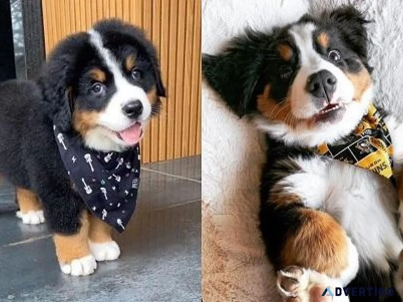Charming Bernese Mountain Dog Pupies