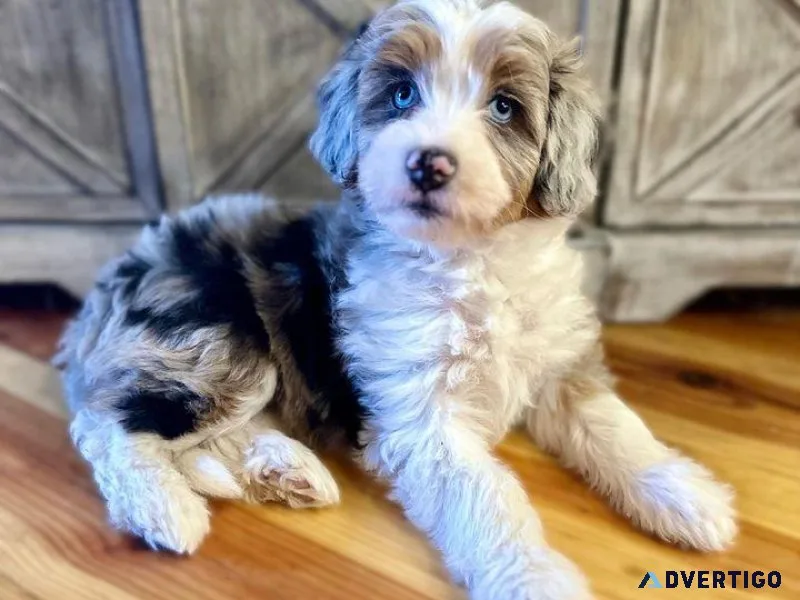 Affordable Aussie Doodle Puppies