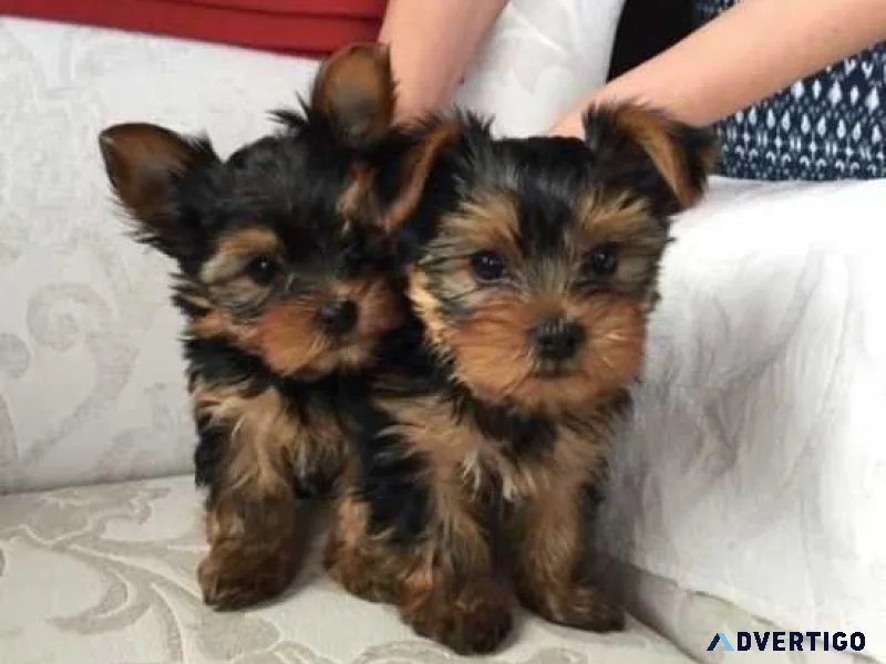 Beautiful Yorkie Puppies Ready