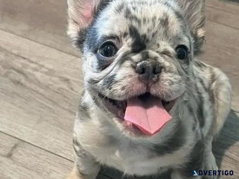  Active French Bulldog Puppies 