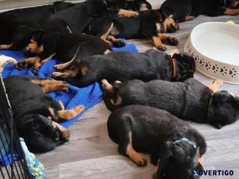 Rottweiler puppies
