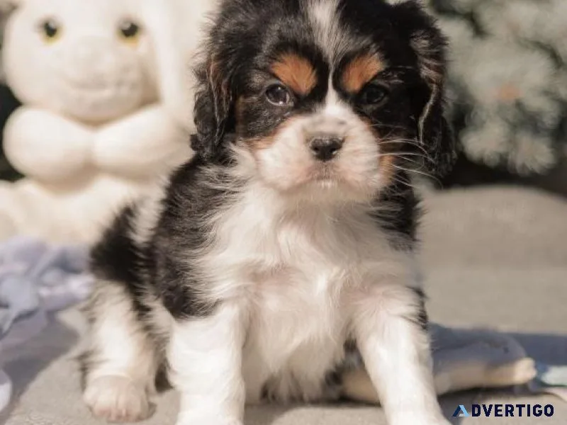 Cavalier King Charles Spaniel Puppies