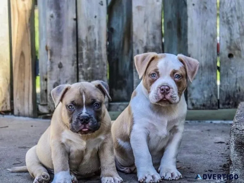 Looking for a new home for my puppy