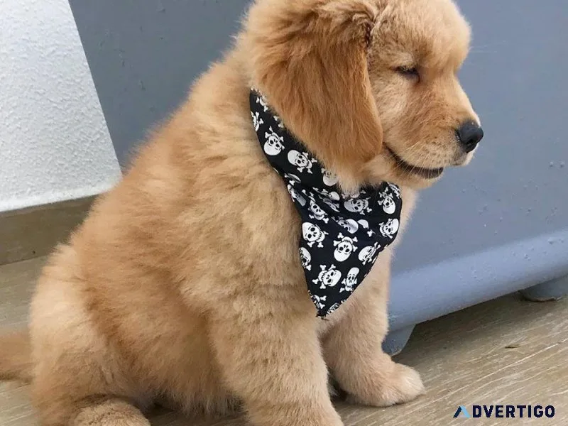 Green Field Golden Retrievers puppies