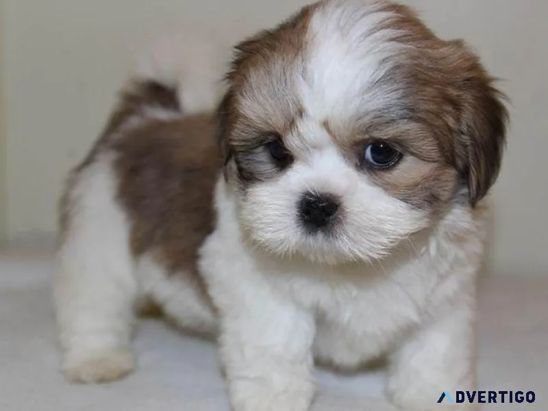 Adorable Lhasa Apso Puppy