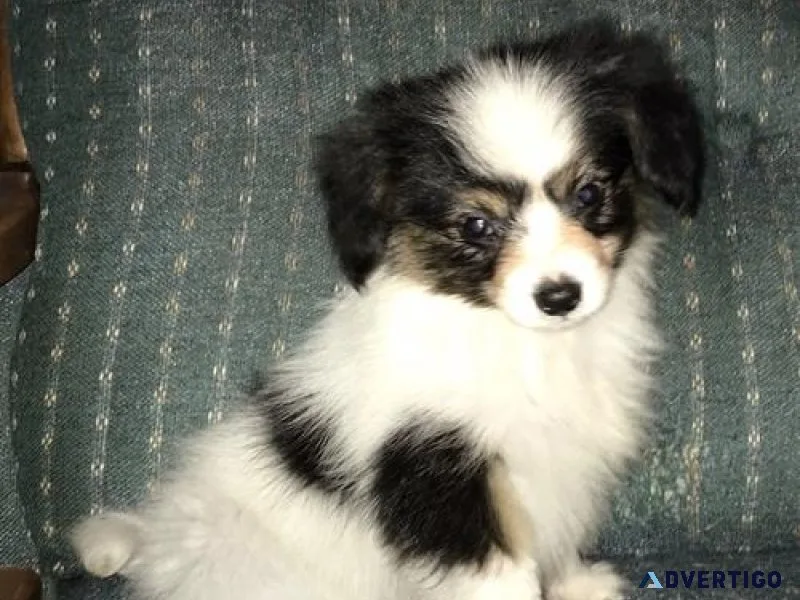 Adorable Papillon Puppies For Sale