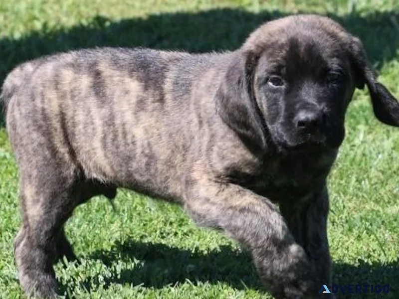 Home raised Mastiff puppies available now