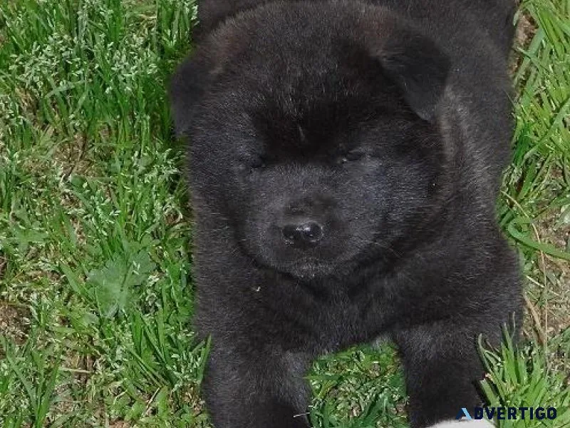 Adorable Akita puppies