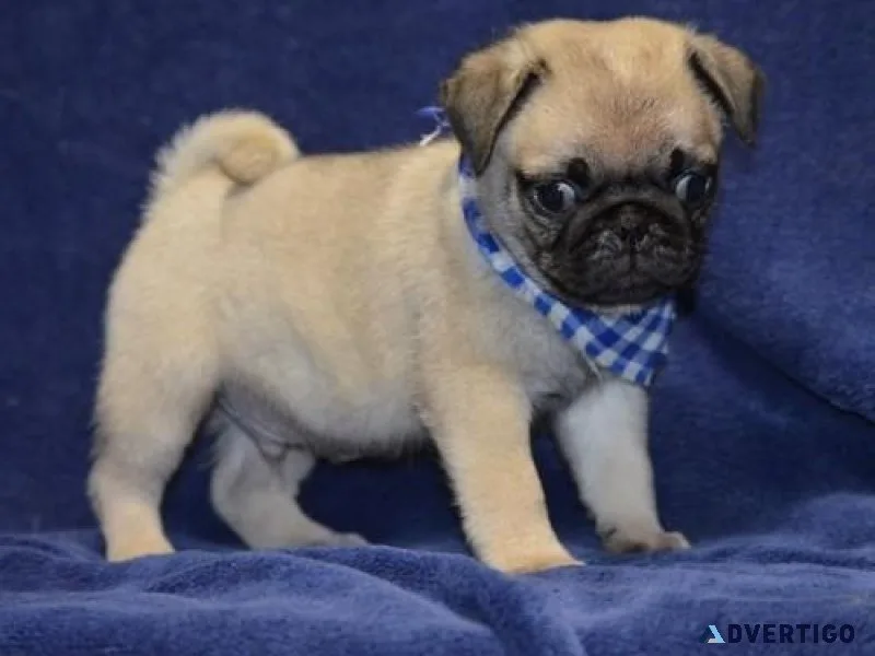 Stunning Pug Puppies For Sale