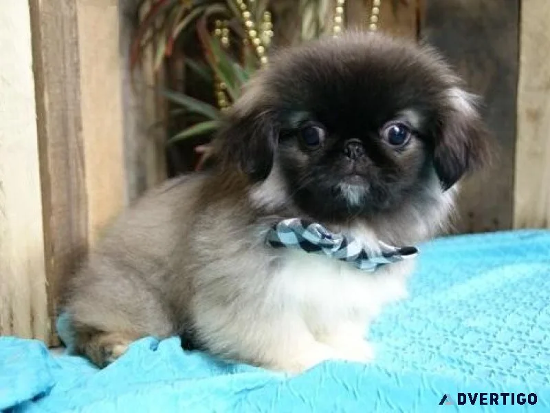Cute Pekingese puppies