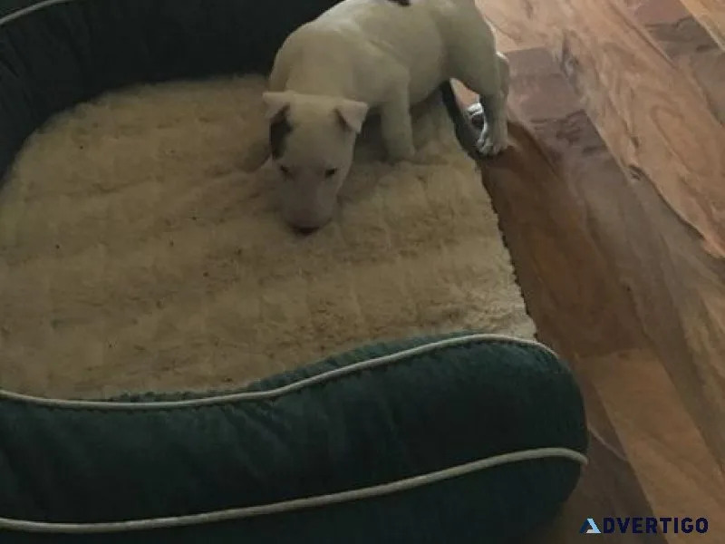 Male and female Miniature Bull Terrier puppies