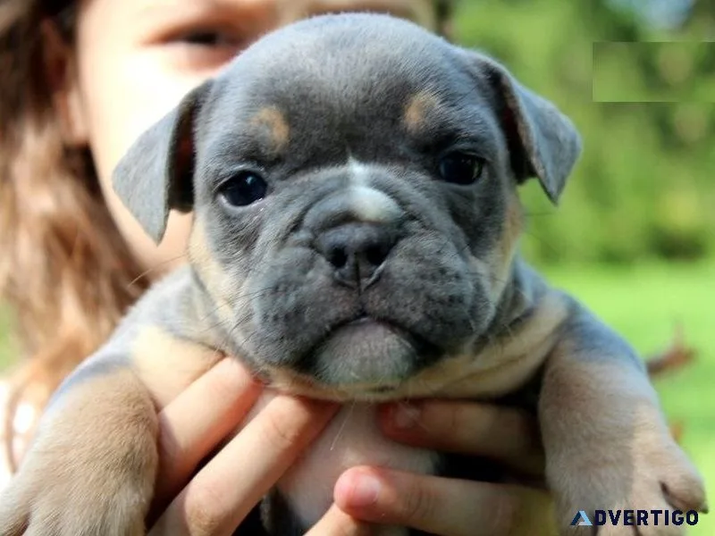 Healthy Olde English Bulldogge Puppies For Sale