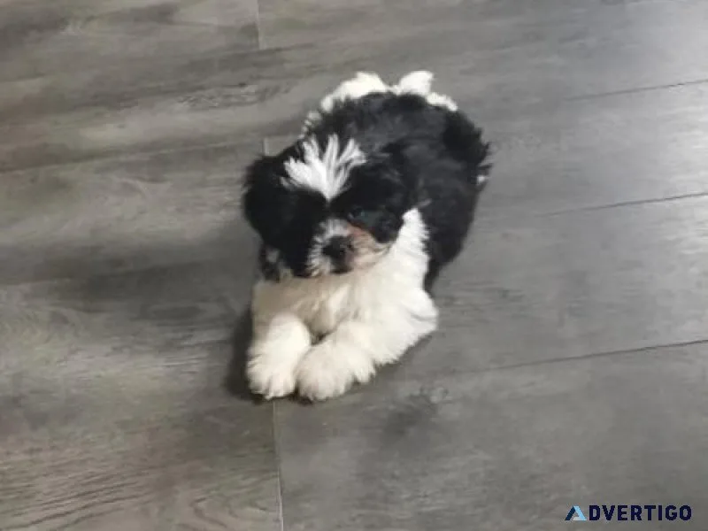 Adorable Lhasa Apso puppies available now