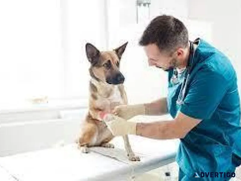 Healthy Pets Happy Lives Sector 137 Noida s Vet Land Pet Clinic