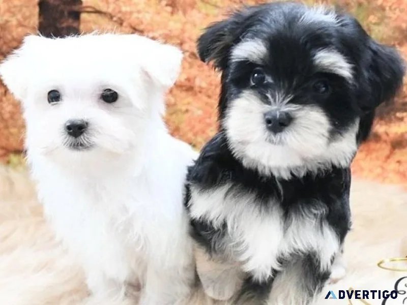 Glorious Morkie Puppies for sale.