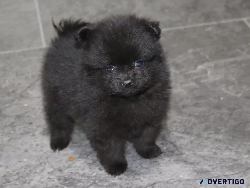 Home raised Pomeranian Puppies