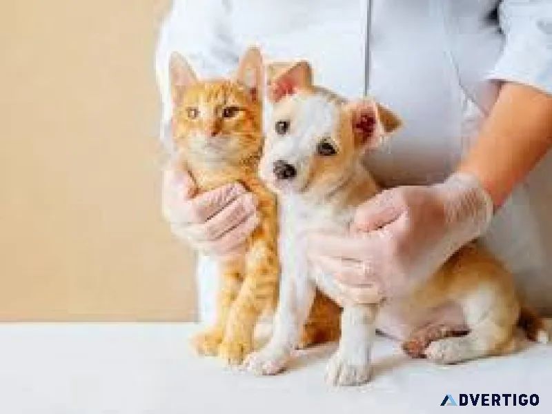 Noida s Finest Veterinary Care Meet Our Experienced Team