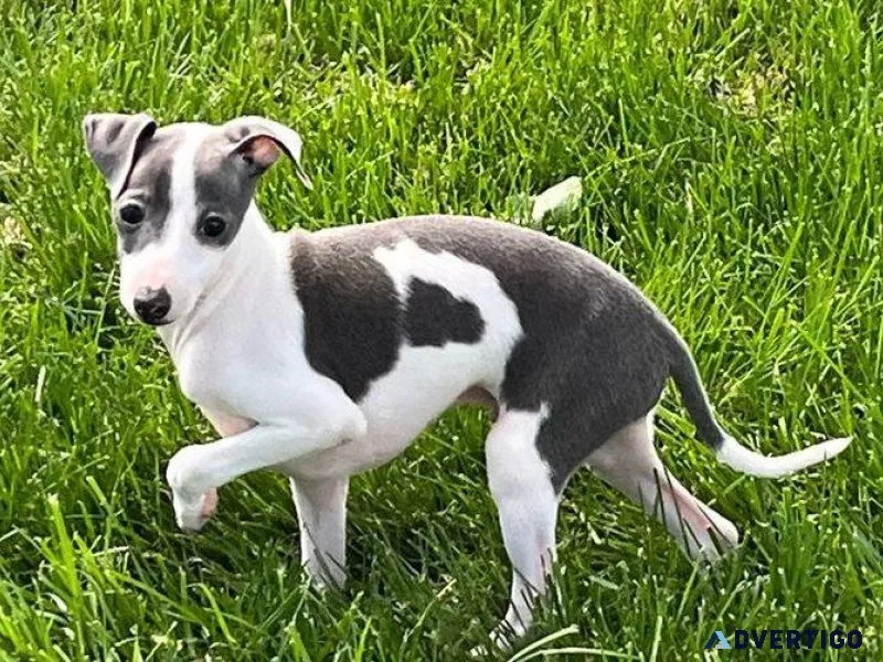 Adorable Italian Greyhound Puppies
