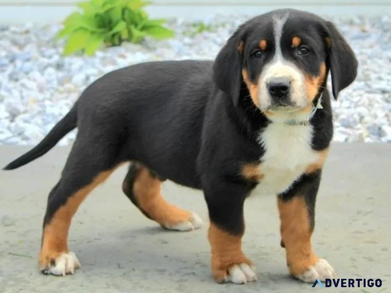 Adorable Greater Swiss Mountain Dogs For Sale.