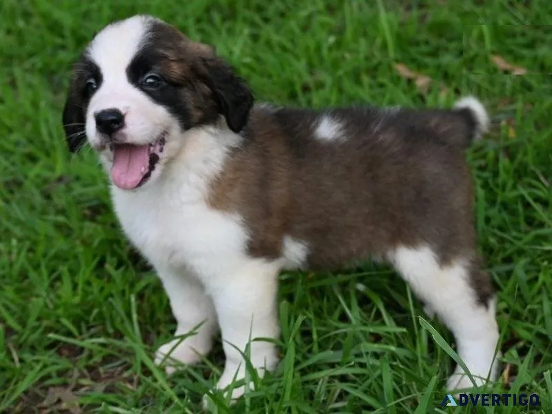 Home Raised Saint Bernard Puppies
