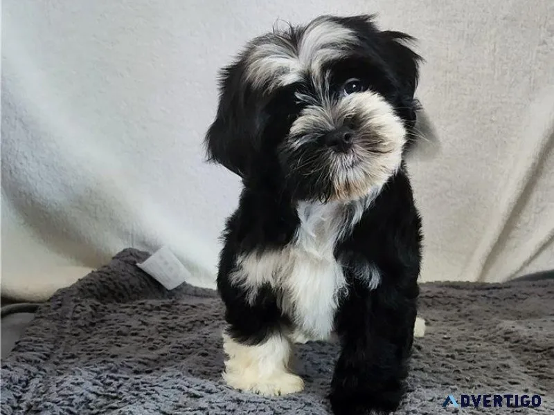 Lovely Havanese Puppies For Sale