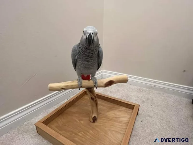 African grey