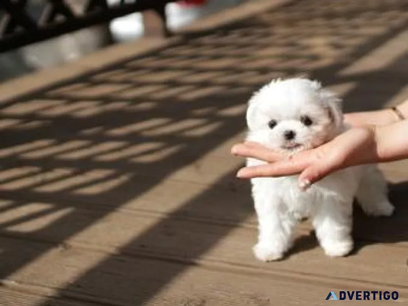 Gorgeous Teacup Maltese Puppies Available Now.