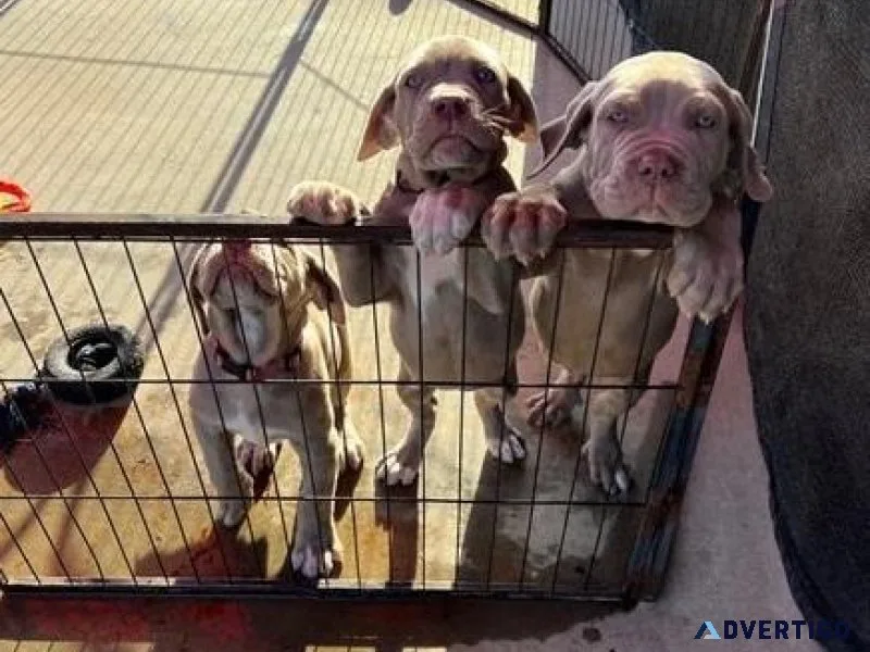 Home raised Neapolitan Mastiff Puppies