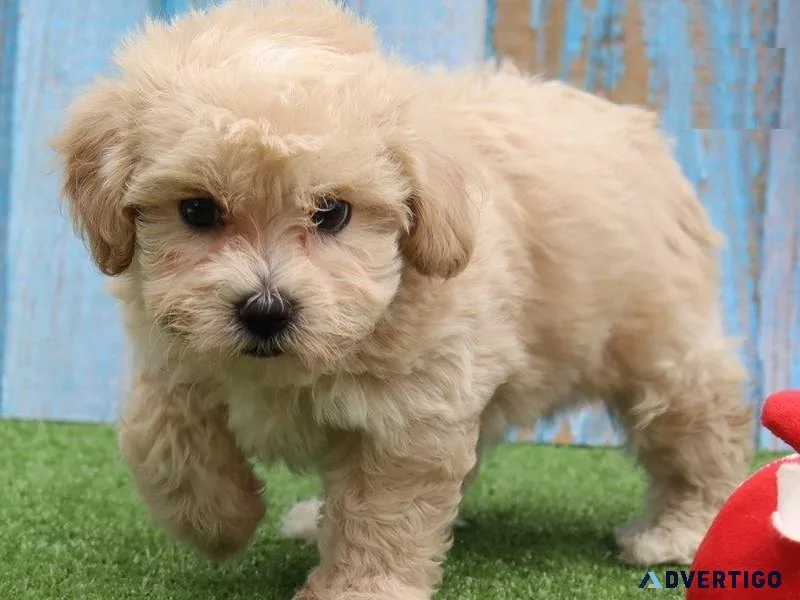 Stunning Maltipoo Puppies for sale.