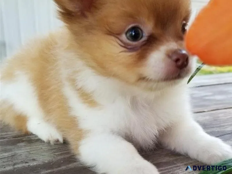 Lovely Maltipom puppies