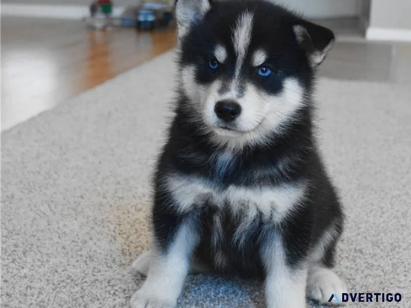 Blue Eyes Pomsky Puppies For Sale.