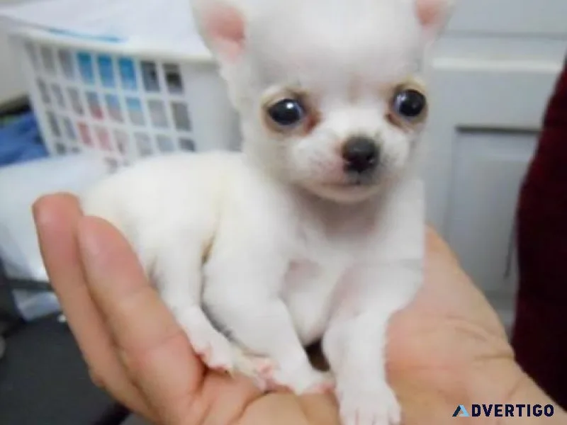 chihuahua Puppies.