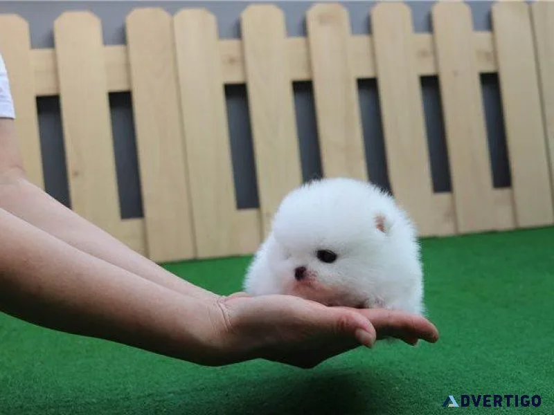 Super Adorable Micro Pomeranian Puppies Available
