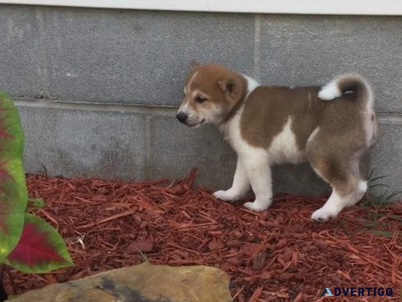 Amazing Shiba Inu Puppies Available