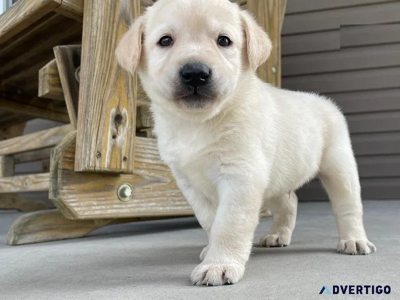 AKC Labrador Retriever puppies available